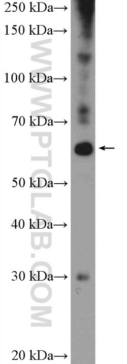 ZNF397 Rabbit anti-Human, Mouse, Polyclonal, Proteintech 150 &mu;L; Unconjugated:Antibodies,