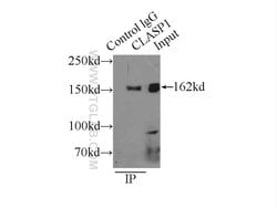 CLASP1 Rabbit anti-Human, Mouse, Rat, Polyclonal, Proteintech 150 &mu;L;