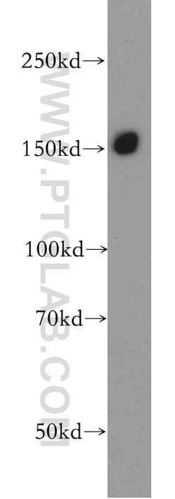 CLASP1 Rabbit anti-Human, Mouse, Rat, Polyclonal, Proteintech 150 &mu;L;