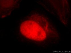 HTATSF1 Rabbit anti-Human, Mouse, Rat, Polyclonal, Proteintech 150 &mu;L;