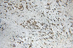 HTATSF1 Rabbit anti-Human, Mouse, Rat, Polyclonal, Proteintech 150 &mu;L;