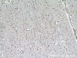 HTATSF1 Rabbit anti-Human, Mouse, Rat, Polyclonal, Proteintech 150 &mu;L;