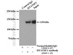 HTATSF1 Rabbit anti-Human, Mouse, Rat, Polyclonal, Proteintech 150 &mu;L;