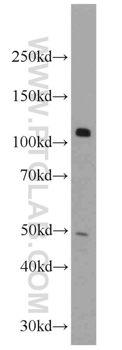 KDM1 Rabbit anti-Human, Mouse, Polyclonal, Proteintech 150 &mu;L; Unconjugated:Antibodies,
