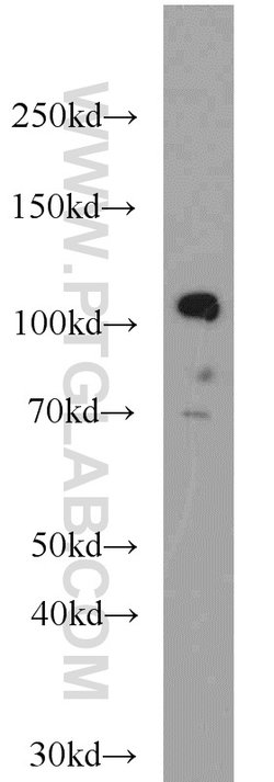 KDM1 Rabbit anti-Human, Mouse, Polyclonal, Proteintech 150 &mu;L; Unconjugated:Antibodies,