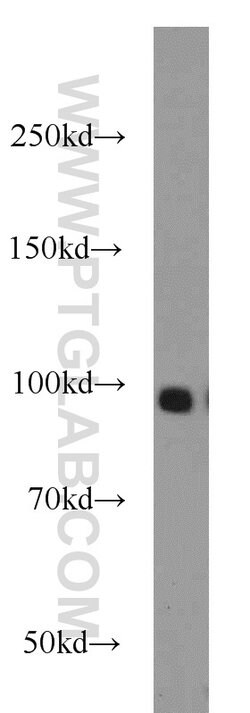 KDM1 Rabbit anti-Human, Mouse, Polyclonal, Proteintech 150 &mu;L; Unconjugated:Antibodies,
