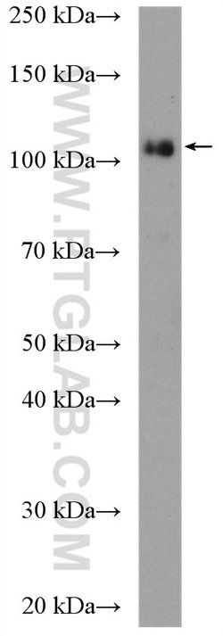 KDM1 Rabbit anti-Human, Mouse, Polyclonal, Proteintech 150 &mu;L; Unconjugated:Antibodies,