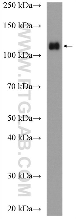 KDM1 Rabbit anti-Human, Mouse, Polyclonal, Proteintech 150 &mu;L; Unconjugated:Antibodies,