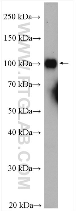 KDM1 Rabbit anti-Human, Mouse, Polyclonal, Proteintech 150 &mu;L; Unconjugated:Antibodies,