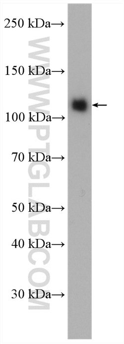KDM1 Rabbit anti-Human, Mouse, Polyclonal, Proteintech 150 &mu;L; Unconjugated:Antibodies,