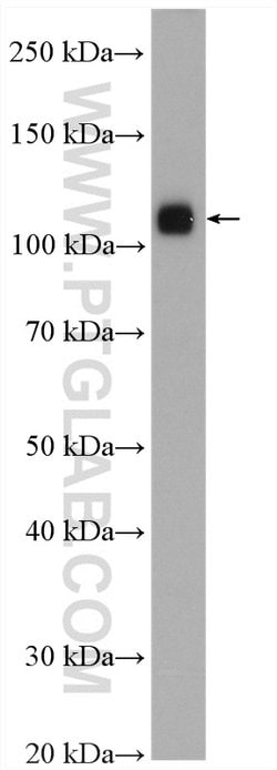 KDM1 Rabbit anti-Human, Mouse, Polyclonal, Proteintech 150 &mu;L; Unconjugated:Antibodies,