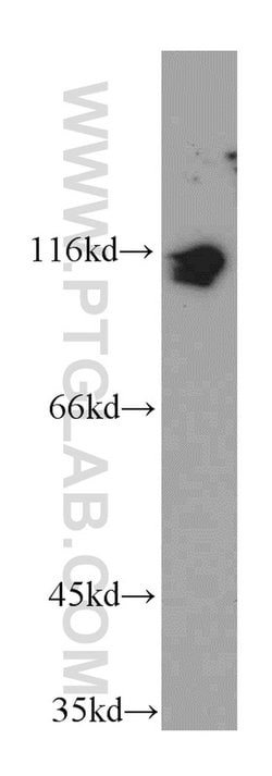 KDM1 Rabbit anti-Human, Mouse, Polyclonal, Proteintech 150 &mu;L; Unconjugated:Antibodies,