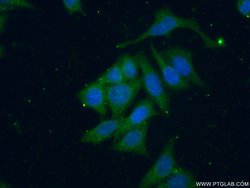 SGSM3 Rabbit anti-Human, Mouse, Polyclonal, Proteintech 150 &mu;L; Unconjugated:Antibodies,