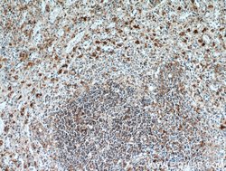 SGSM3 Rabbit anti-Human, Mouse, Polyclonal, Proteintech 150 &mu;L; Unconjugated:Antibodies,