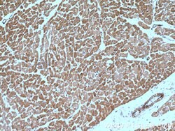 SGSM3 Rabbit anti-Human, Mouse, Polyclonal, Proteintech 150 &mu;L; Unconjugated:Antibodies,