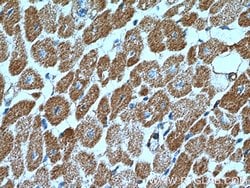 SGSM3 Rabbit anti-Human, Mouse, Polyclonal, Proteintech 150 &mu;L; Unconjugated:Antibodies,