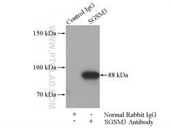 SGSM3 Rabbit anti-Human, Mouse, Polyclonal, Proteintech 150 &mu;L; Unconjugated:Antibodies,