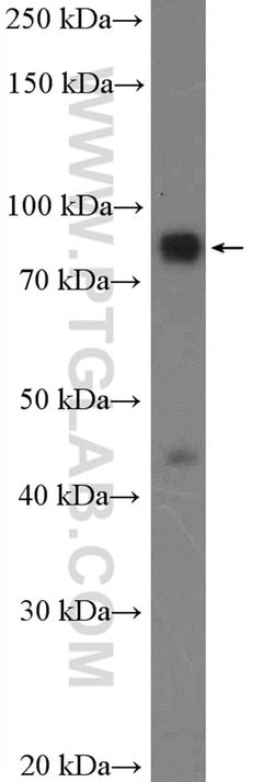 SGSM3 Rabbit anti-Human, Mouse, Polyclonal, Proteintech 150 &mu;L; Unconjugated:Antibodies,