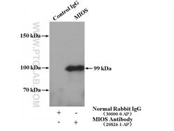 MIOS Rabbit anti-Human, Rat, Polyclonal, Proteintech:Antibodies:Primary