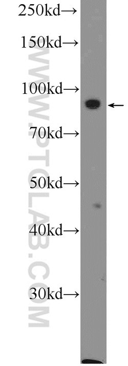 MIOS Rabbit anti-Human, Rat, Polyclonal, Proteintech:Antibodies:Primary