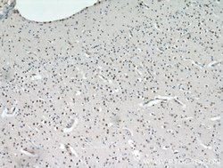 CCDC42 Rabbit anti-Human, Mouse, Rat, Polyclonal, Proteintech:Antibodies:Primary