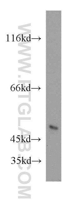 GABPB2 Rabbit anti-Human, Mouse, Rat, Polyclonal, Proteintech:Antibodies:Primary
