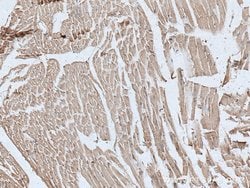 TTC19 Rabbit anti-Human, Mouse, Polyclonal, Proteintech:Antibodies:Primary