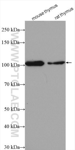 CUL4B Rabbit anti-Human, Mouse, Rat, Polyclonal, Proteintech:Antibodies:Primary