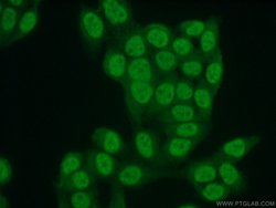 CUL4B Rabbit anti-Human, Mouse, Rat, Polyclonal, Proteintech:Antibodies:Primary