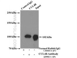CUL4B Rabbit anti-Human, Mouse, Rat, Polyclonal, Proteintech:Antibodies:Primary