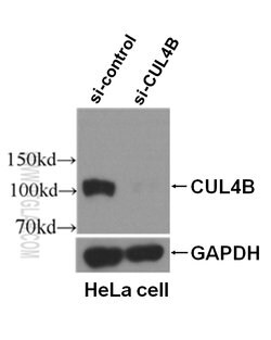 CUL4B Rabbit anti-Human, Mouse, Rat, Polyclonal, Proteintech:Antibodies:Primary
