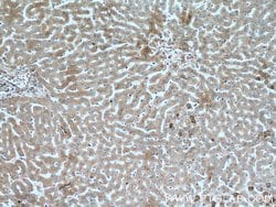 AIFM2 Rabbit anti-Human, Polyclonal, Proteintech:Antibodies:Primary Antibodies