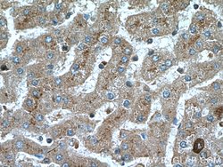 AIFM2 Rabbit anti-Human, Polyclonal, Proteintech:Antibodies:Primary Antibodies