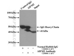 AIFM2 Rabbit anti-Human, Polyclonal, Proteintech:Antibodies:Primary Antibodies