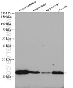 SDF2L1 Rabbit anti-Human, Mouse, Rat, Polyclonal, Proteintech 20 &mu;L;
