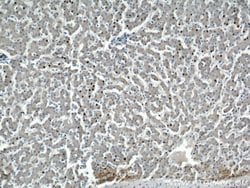 SEC23IP Rabbit anti-Human, Mouse, Rat, Polyclonal, Proteintech:Antibodies:Primary