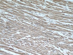 SEC23IP Rabbit anti-Human, Mouse, Rat, Polyclonal, Proteintech:Antibodies:Primary