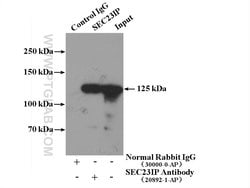 SEC23IP Rabbit anti-Human, Mouse, Rat, Polyclonal, Proteintech:Antibodies:Primary