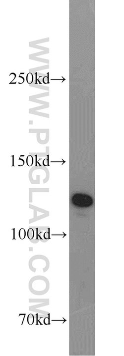 SEC23IP Rabbit anti-Human, Mouse, Rat, Polyclonal, Proteintech:Antibodies:Primary