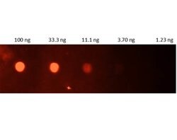 CRP Polyclonal Antibody, FITC, Rockland 100 &mu;g; FITC:Antibodies, Polyclonal