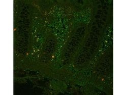 TNF alpha Polyclonal Antibody, Rockland 1 mg; Unconjugated:Antibodies,