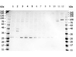 TNF alpha Polyclonal Antibody, Rockland 1 mg; Unconjugated:Antibodies,
