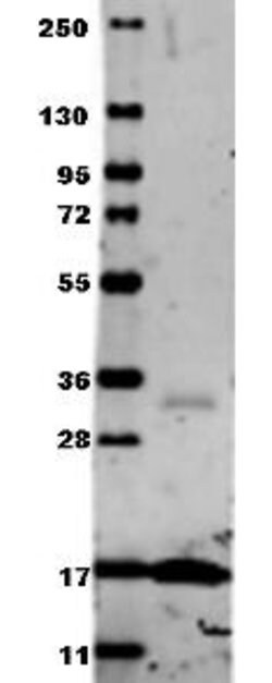TNF alpha Polyclonal Antibody, Rockland 1 mg; Unconjugated:Antibodies,