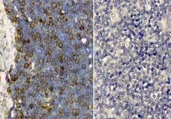 Transferrin Polyclonal Antibody, Rockland 25 &mu;L; Unconjugated:Antibodies,