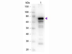 Transferrin Polyclonal Antibody, Rockland 25 &mu;L; Unconjugated:Antibodies,