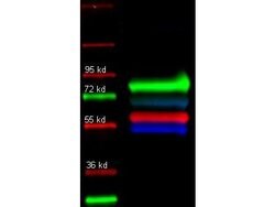 Transferrin Polyclonal Antibody, Rockland 25 &mu;L; Unconjugated:Antibodies,