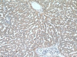 C3orf20 Rabbit anti-Human, Mouse, Polyclonal, Proteintech 150 &mu;L; Unconjugated:Antibodies,