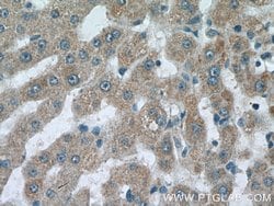 C3orf20 Rabbit anti-Human, Mouse, Polyclonal, Proteintech 150 &mu;L; Unconjugated:Antibodies,