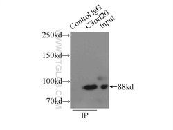 C3orf20 Rabbit anti-Human, Mouse, Polyclonal, Proteintech 150 &mu;L; Unconjugated:Antibodies,