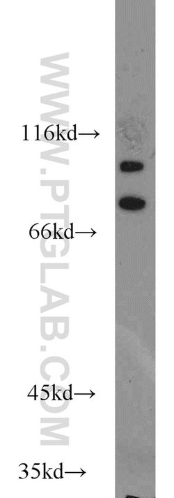 C3orf20 Rabbit anti-Human, Mouse, Polyclonal, Proteintech 150 &mu;L; Unconjugated:Antibodies,